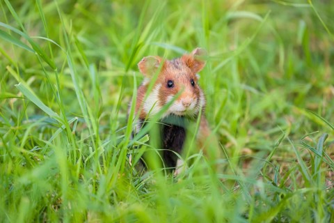 A European hamster (Cricetus cricetus), Eurasian hamster, black-bellied hamster or common hamster,