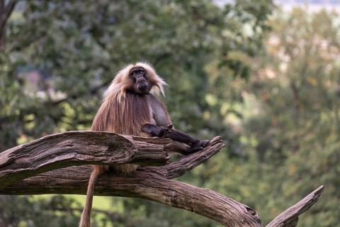 Portrait of an adult male Gelada (Theropithecus gelada), or bleeding-heart monkey, resting on a log