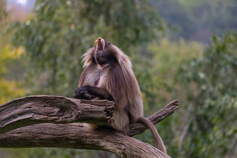 Portrait of an adult male Gelada (Theropithecus gelada), or bleeding-heart monkey, resting on a log