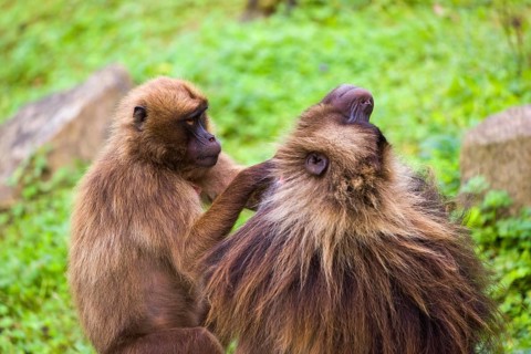 One female Gelada (Theropithecus gelada), or bleeding-heart monkey sitting on a log grooming an