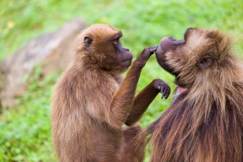 One female Gelada (Theropithecus gelada), or bleeding-heart monkey sitting on a log grooming an