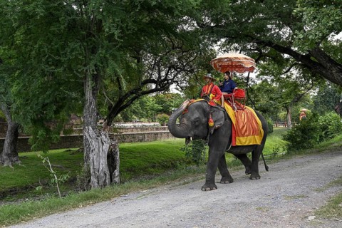 Tourist on a riding elephant near the Grand Palace, old royal palace, Ayutthaya, Ayutthaya