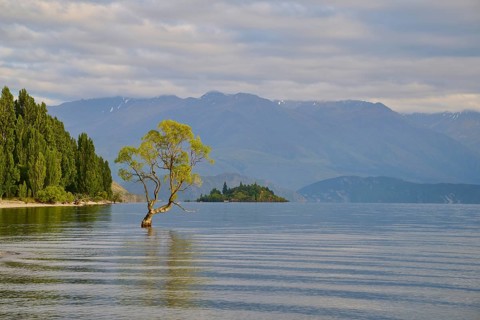 A tree stands in a lake in a tranquil setting with mountains, forest and clouds, summer, Lake