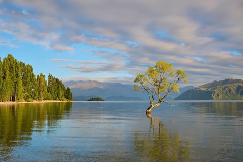 Single tree in calm lake with trees on shore and mountains, peaceful, summer, Lake Wanaka, Wanaka,