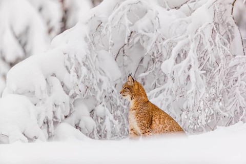 One young male Eurasian lynx, (Lynx lynx), walking through deep snow covered undergrowth in a
