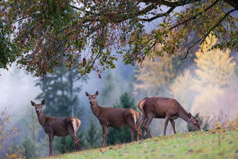 Two red deer hinds (Cervus elaphus) stand in a meadow, A forest with autumn leaves can be seen in