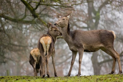 A Red Deer hind with her calf (Cervus elaphus) and a young stag stand on a green meadow at a forest
