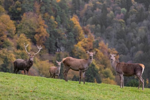 One red deer stag (Cervus elaphus) and some hind stand on a meadow on hilly ground during a storm.