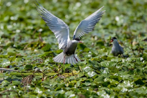 White-bearded Tern (Chlidonias hybrida), landing on the nest, egg visible, Danube Delta, Romania,