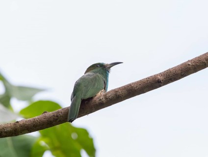Bluebearded Bee Eater (Nyctyornis athertoni), Kaeng Krachan National Park, Thailand, Asia