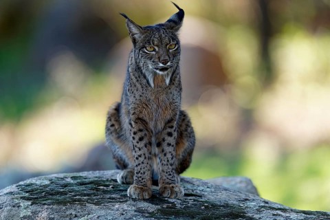 Lynx pardinus, portrait, morning light, forest, Andalusia Spain