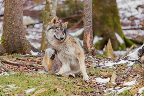 A young grey wolf (Canis lupus lupus) sits on the forest floor and scratches itself with its hind