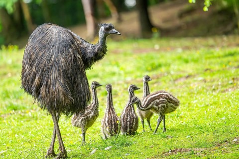 Emu (Dromaius novaehollandiae) mother with her youngsters on a meadow, Bavaria, Germany, Europe