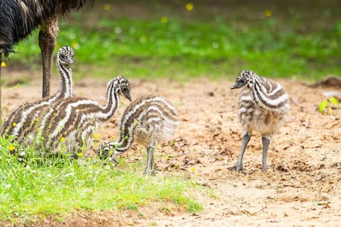 Emu (Dromaius novaehollandiae) youngsters on the ground, Bavaria, Germany, Europe