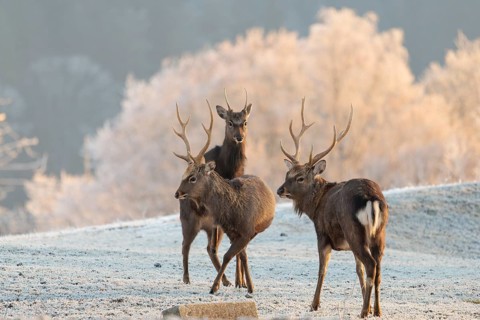 Three Japanese sika deer stags (Cervus nippon nippon) stand in a meadow covered with hoarfrost in