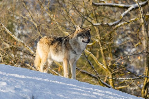 An adult male grey wolf (Canis lupus lupus) stands on a sloping, snow-covered meadow at the edge of