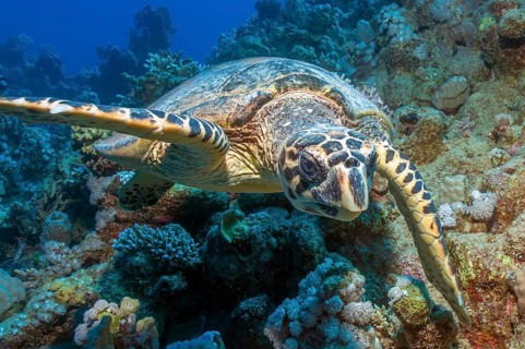 Close-up of Hawksbill sea turtle (Eretmochelys imbricata) searching for food in coral reef, Red