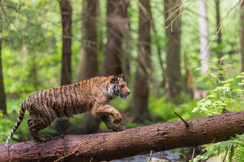 One young female Siberian Tiger, Panthera tigris altaica, crossing a creek deep in a forest over a