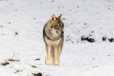 A young grey wolfgrey wolf (Canis lupus lupus) stands on a sloping, snow-covered meadow on a hill