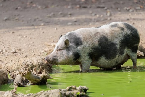 A female Vietnamese pot-bellied pig, Sus scrofa f. domestica, stands in a pond with green water and