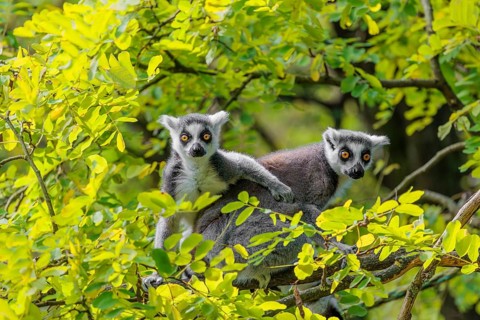 Two ring-tailed lemurs (Lemur catta) sit high up in a tree on a branch between fresh green leaves