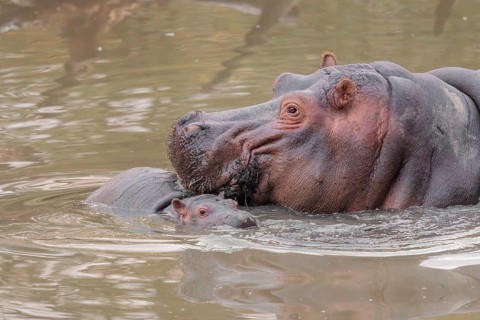 A baby hippopotamus (Hippopotamus amphibius) and its mother swimming in a river