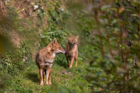 Two golden jackal (Canis aureus) walking through dense green vegetation
