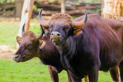 A male and a female Gaur (Bos gaurus gaurus) stand side by side on a green meadow
