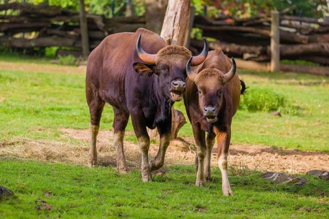 A male and a female Gaur (Bos gaurus gaurus) stand side by side on a green meadow