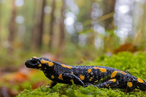 One fire salamander (Salamandra salamandra) walking over a mossy forest floor on a rainy day. IUCN