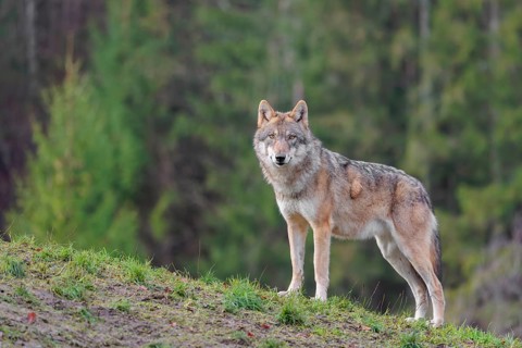 An adult female grey wolf (Canis lupus lupus) stands on a sloping meadow on a hill and observes the