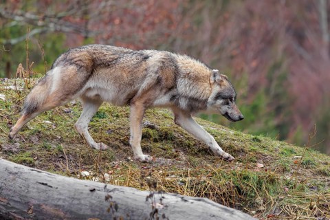 A male eurasian grey wolf (Canis lupus lupus) runs across a meadow down a hill