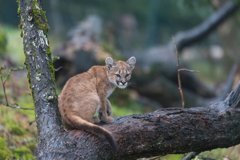One cougar kitten, Puma concolor, resting in a tree with some green vegetation in the background