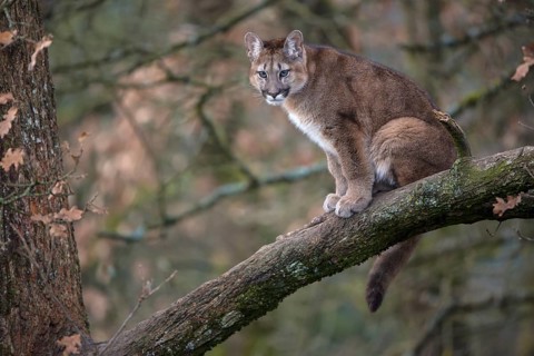 One young adult cougar, Puma concolor, resting on a big branch high up in an oak tree