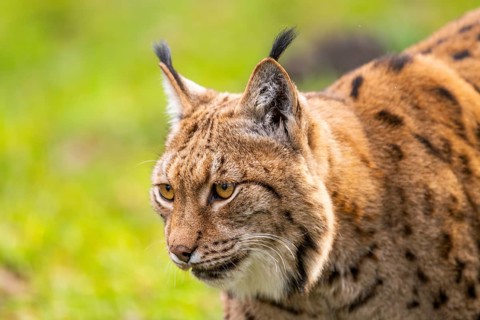 Eurasian lynx (Lynx lynx), in a forest, captive, Bavaria, Germany, Europe