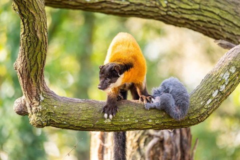 Yellow-throated marten (Martes flavigula) in a forest, captive, Germany, Europe
