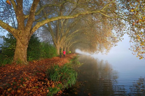 Essen, North Rhine-Westphalia, Germany, Golden autumn at Lake Baldeney. Cyclists and joggers in the