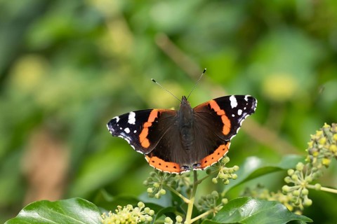 Red admiral butterfly (Vanessa atalanta) adult insect feeding on garden Ivy (Hedera helix) flowers