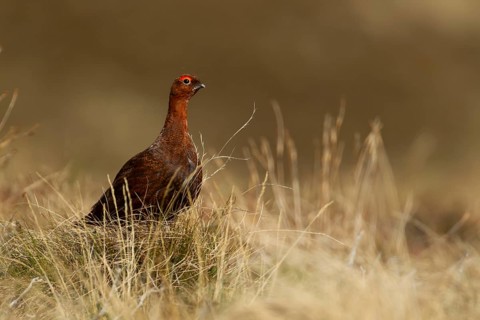 Red grouse (Lagopus lagopus scotica) adult bird on a hillside, Scotland, United Kingdom, Europe