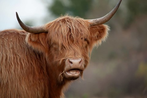 Highland cattle or cow (Bos taurus taurus) adult farm animal head portrait, England, United
