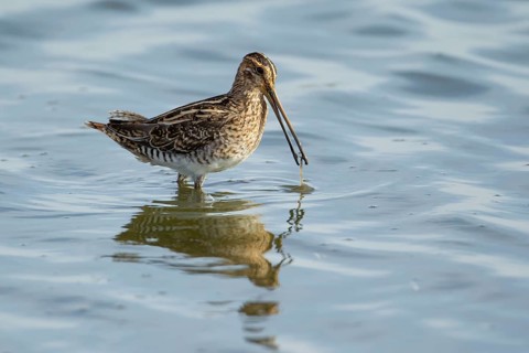 Common snipe (Gallinago gallinago) adult wading bird feeding in water of a shallow lagoon, England,