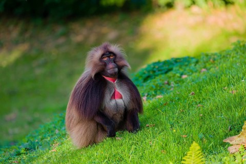 An adult male gelada (Theropithecus gelada), or bloodheart monkey, sits on a green meadow