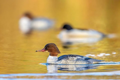 Common mergansers, goosanders (Mergus merganser merganser), two females swimming with male in lake