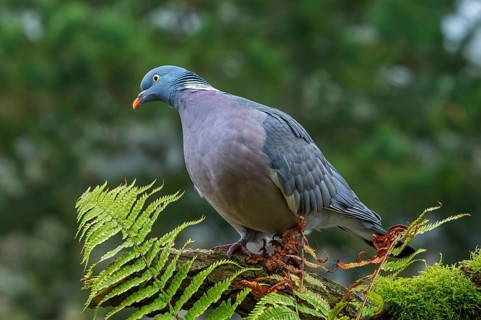 Common wood pigeon (Columba palumbus) perched on tree stump with fern in forest