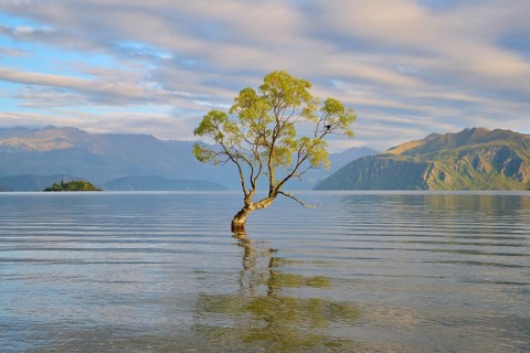 Single tree in the calm waters of a lake, surrounded by mountains, peaceful, Lake Wanaka, summer,