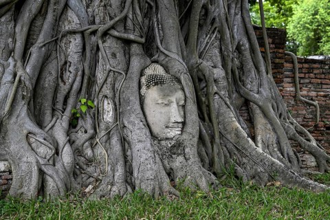 Sandstone Buddha head at the foot of a Bodhi tree in Wat Mahathat, Temple of the Great and Holy