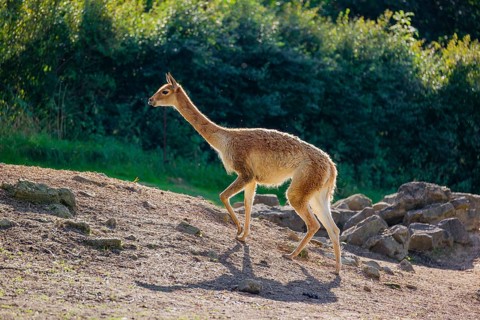 A vicuna (Lama vicugna) walks across the a rocky slope in a backlit scene