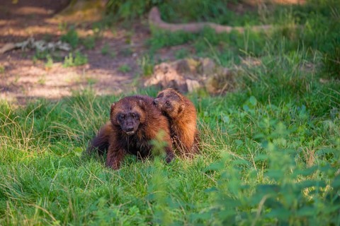 Two wolverine (Gulo gulo) fight each other on a green meadow at a forest edge