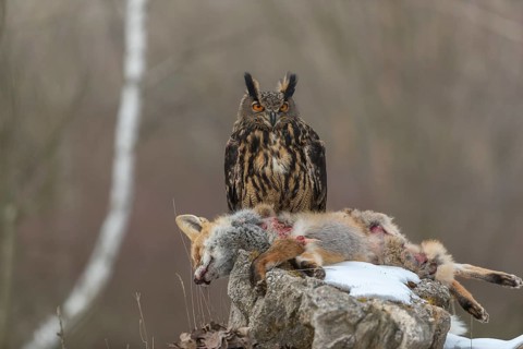 One Eurasian Eagle Owl, Bubo bubo, perched on a carcass of a red fox lying on a rock. A forest in