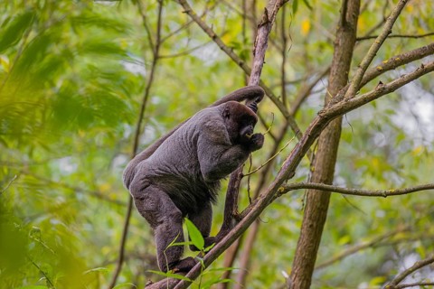 A common woolly monkey, brown woolly monkey, or Humboldt's woolly monkey (3) (Lagothrix